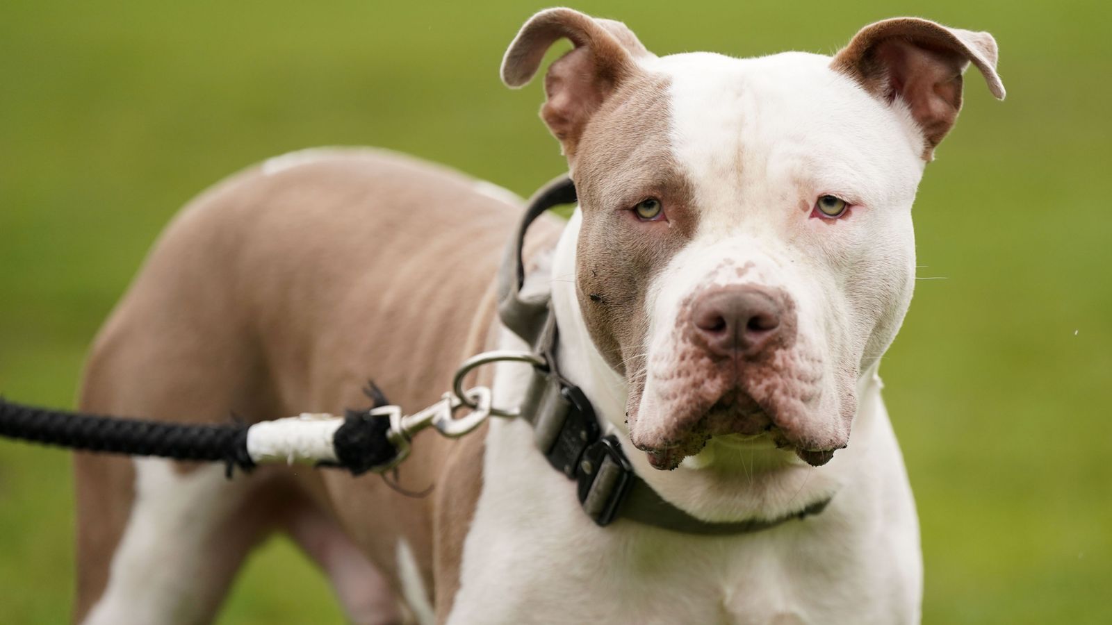 association of professional dog walkers and sitters phone logo